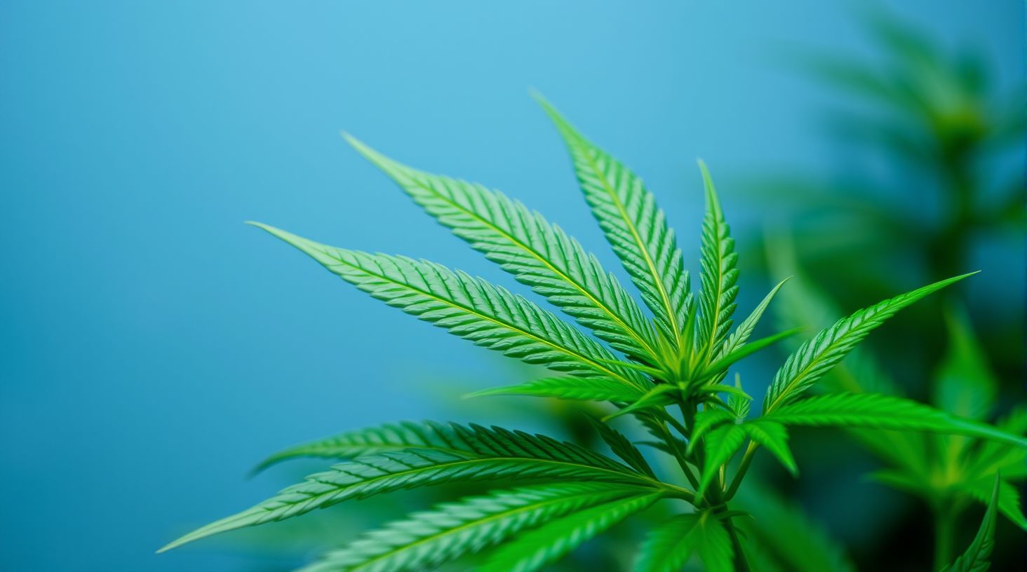 Optimale Lichtverhältnisse für Cannabis